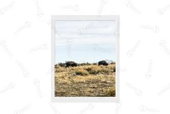 Desert Buffalo Artwork Download