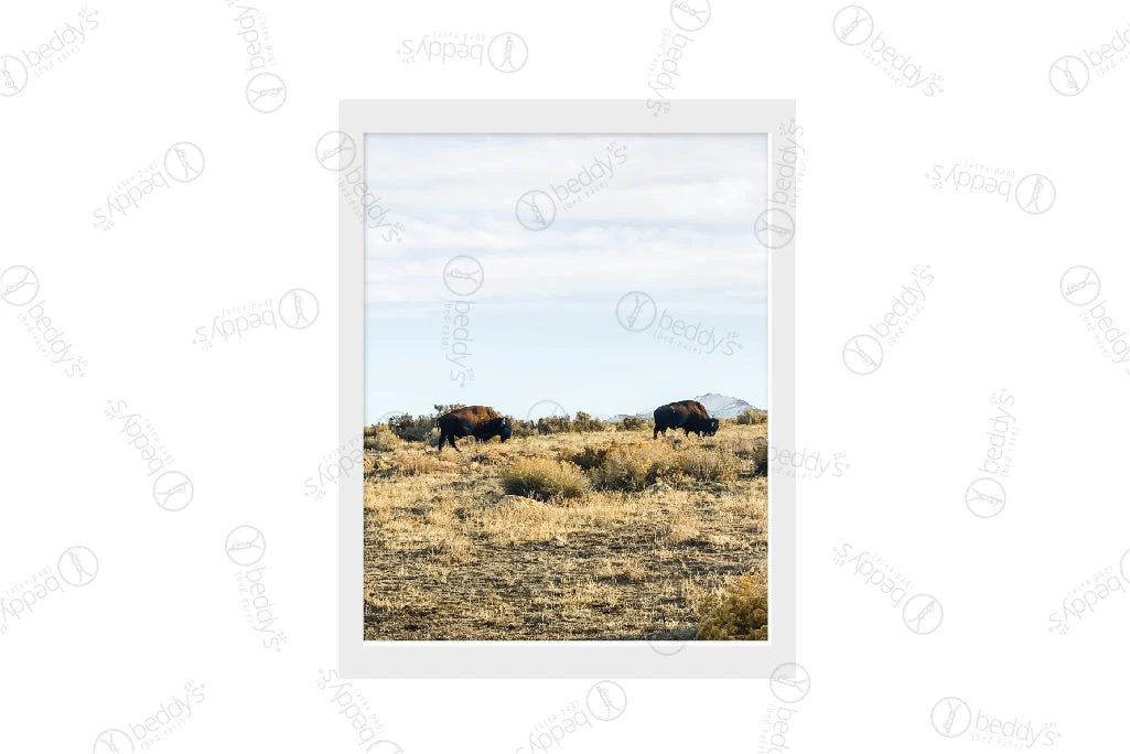 Desert Buffalo Artwork Download 3 Desert Buffalo Artwork Download